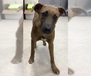 Rhodesian Ridgeback-Unknown Mix Dogs for adoption in Riverside, CA, USA