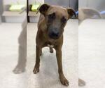 Small Rhodesian Ridgeback Mix