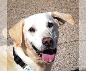 Charles - Male Mutt Dog for Adoption - Photo #4