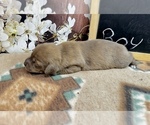 Small #2 Dachshund