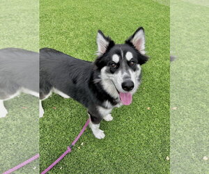 Shadow - Male Siberian Husky Dog for Adoption - Photo #3