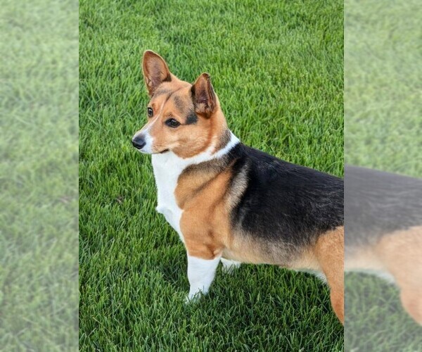 Medium Photo #3 Mutt Puppy For Sale in Glen Haven, WI, USA