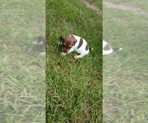 Jack Russell Terrier Puppy for sale in JASPER, FL, USA