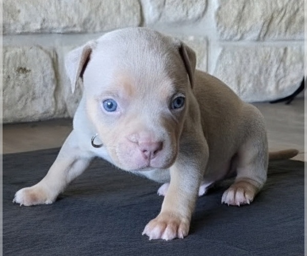 Medium Photo #27 American Bully Puppy For Sale in COPPERAS COVE, TX, USA