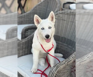 Siberian Husky-Unknown Mix Dogs for adoption in Dana Point, CA, USA