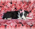Small Photo #3 Shetland Sheepdog Puppy For Sale in OXFORD, PA, USA