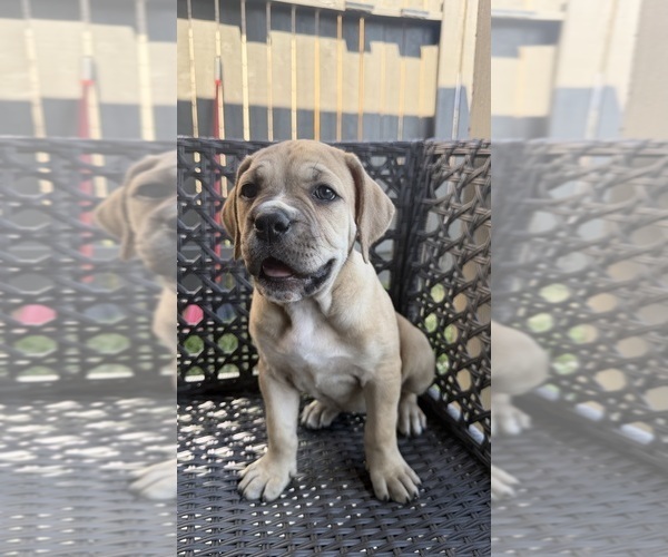 Medium Photo #15 Cane Corso-Mastiff Mix Puppy For Sale in NEW CANEY, TX, USA