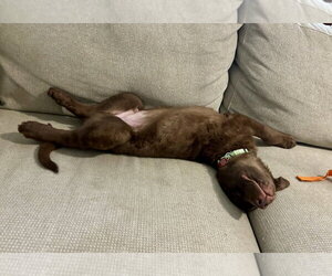 Hershey - Male Mutt Dog for Adoption - Photo #4