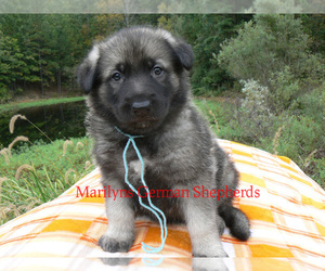 German Shepherd Dog Puppy for sale in PIEDMONT, MO, USA