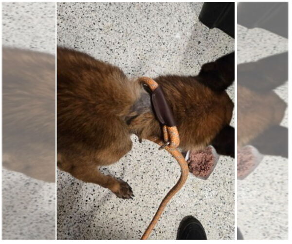 Medium Photo #4 Mutt Puppy For Sale in Stevens Point, WI, USA