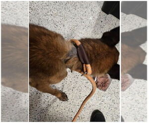 Lorcan Woodley - SC - Male Mutt Dog for Adoption - Photo #4
