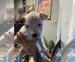 Puppy The Man American Pit Bull Terrier