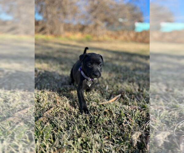 Medium Photo #2 Mutt Puppy For Sale in OKLAHOMA CITY, OK, USA
