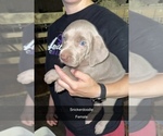Puppy Snickerdoodle Weimaraner