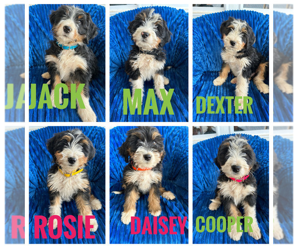 Medium Photo #8 Bernedoodle (Miniature) Puppy For Sale in BOWLING GREEN, KY, USA