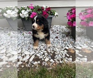 Bernese Mountain Dog Puppy for sale in SHIPSHEWANA, IN, USA