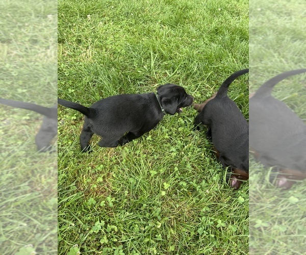 Medium Photo #3 Labrador Retriever Puppy For Sale in GOODSON, MO, USA