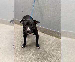 Labrador Retriever-Unknown Mix Dogs for adoption in Las Vegas, NV, USA