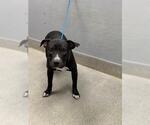 *THACKERY - Male Labrador Retriever-Unknown Mix Dog for Adoption - Small photo