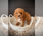 Small #4 Cavapoo