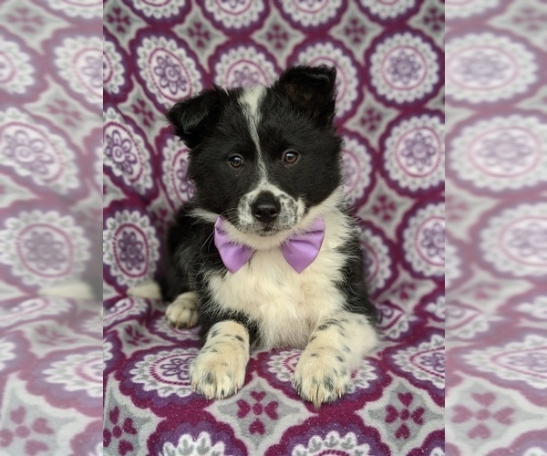 Medium Photo #4 Border Collie-Unknown Mix Puppy For Sale in QUARRYVILLE, PA, USA