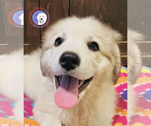 Great Pyrenees Dogs for adoption in Spring, TX, USA
