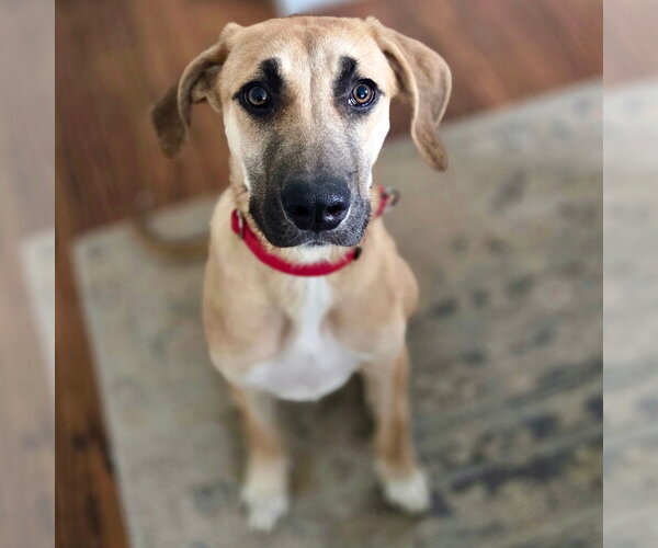 Medium Photo #3 Mutt Puppy For Sale in Canton, CT, USA