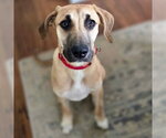 Small #2 Mutt