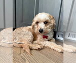 Small #4 Poodle (Miniature) Mix