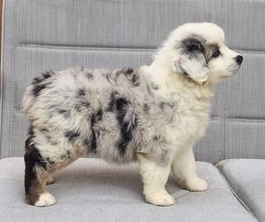 Miniature Australian Shepherd Puppy for sale in O NEALS, CA, USA