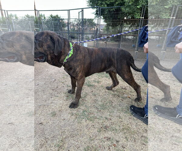 Medium Photo #6 Mastiff-Unknown Mix Puppy For Sale in Goodyear, AZ, USA