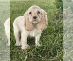 Small #4 Cocker Spaniel