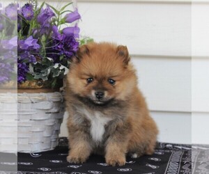 Pomeranian Puppy for sale in EAST EARL, PA, USA