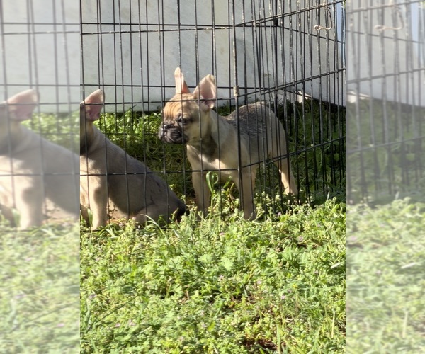 Medium Photo #9 French Bulldog Puppy For Sale in SACRAMENTO, CA, USA