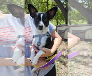 Papshund Dogs for adoption in Bandera, TX, USA