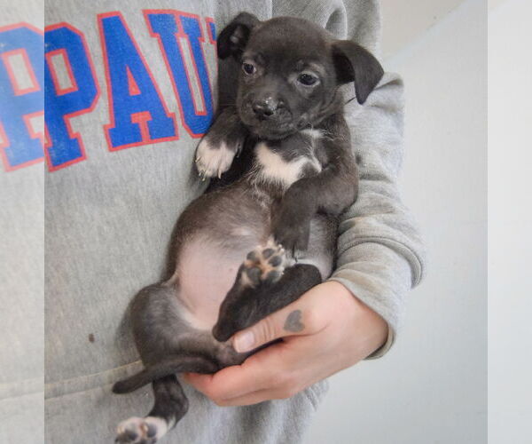 Medium Photo #4 Chiweenie Puppy For Sale in Huntley, IL, USA