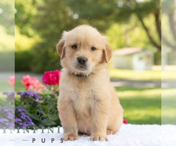 Medium Photo #5 Golden Retriever Puppy For Sale in NEWPORT, PA, USA
