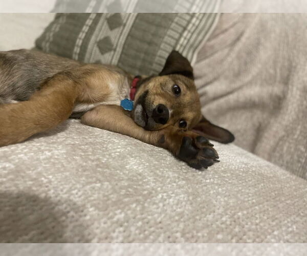 Medium Photo #2 Shepradors Puppy For Sale in Brewster, NY, USA