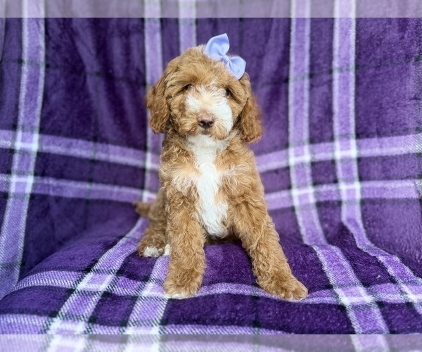 Medium Photo #6 Cock-A-Poo Puppy For Sale in LAKELAND, FL, USA