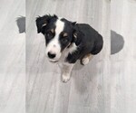 Small #3 Australian Shepherd