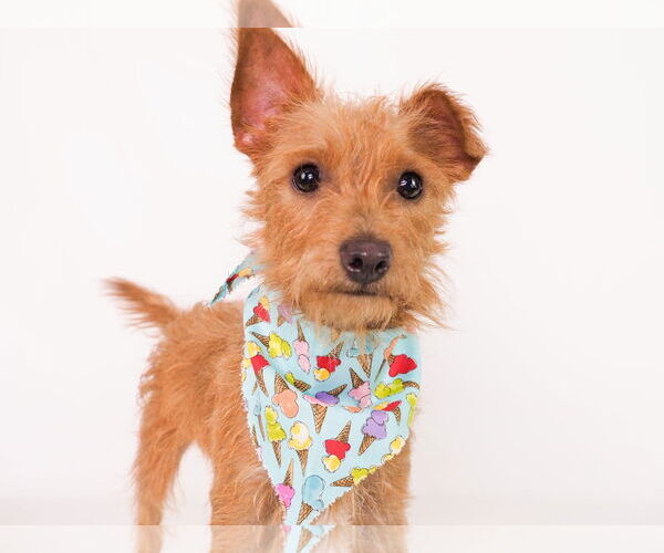 Medium Photo #4 Irish Terrier-Unknown Mix Puppy For Sale in phoenix, AZ, USA