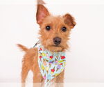 Small #3 Irish Terrier Mix