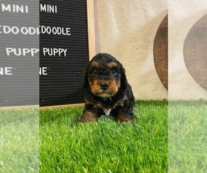 Bernedoodle Puppy for sale in LENEXA, KS, USA
