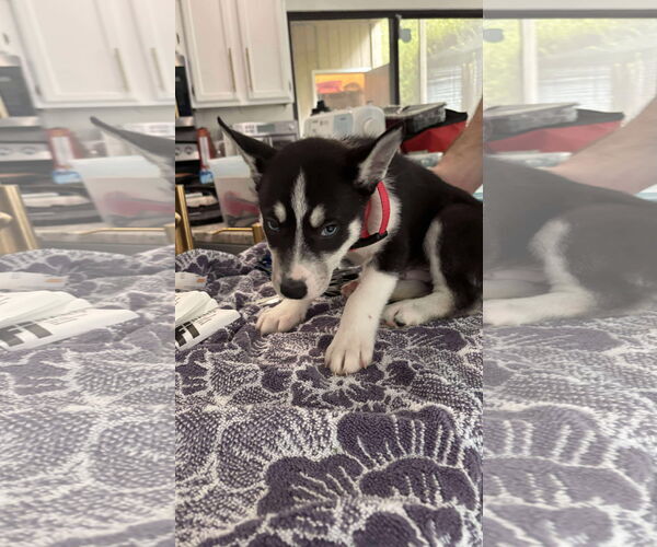Medium Photo #8 - Mix Puppy For Sale in Holly Springs, NC, USA