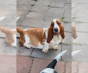 Mother of the Basset Hound puppies born on 07/01/2025