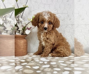 Cavapoo (Miniature) Puppy for sale in INDIANAPOLIS, IN, USA