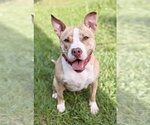 Nova - Female Mutt Dog for Adoption - Small photo