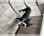 Small #1 Staffordshire Bull Terrier Mix