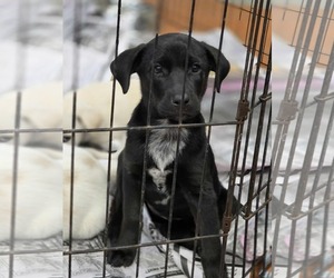 Medium Labrador Retriever Mix