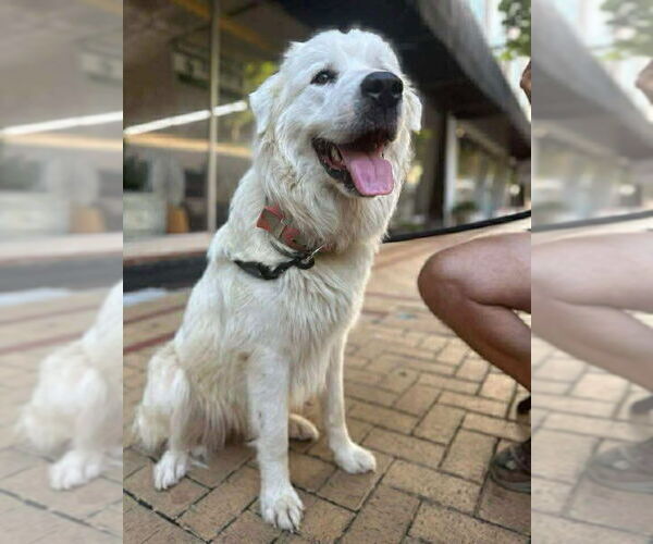 Medium Photo #1 Great Pyrenees Puppy For Sale in Holly Springs, NC, USA